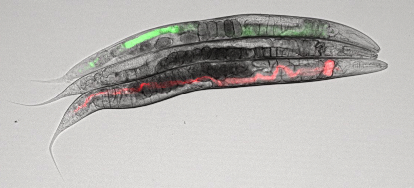 Tuning the settings to capture fluorescence in the nematode gut Tuning the settings to capture fluorescence in the nematode gut