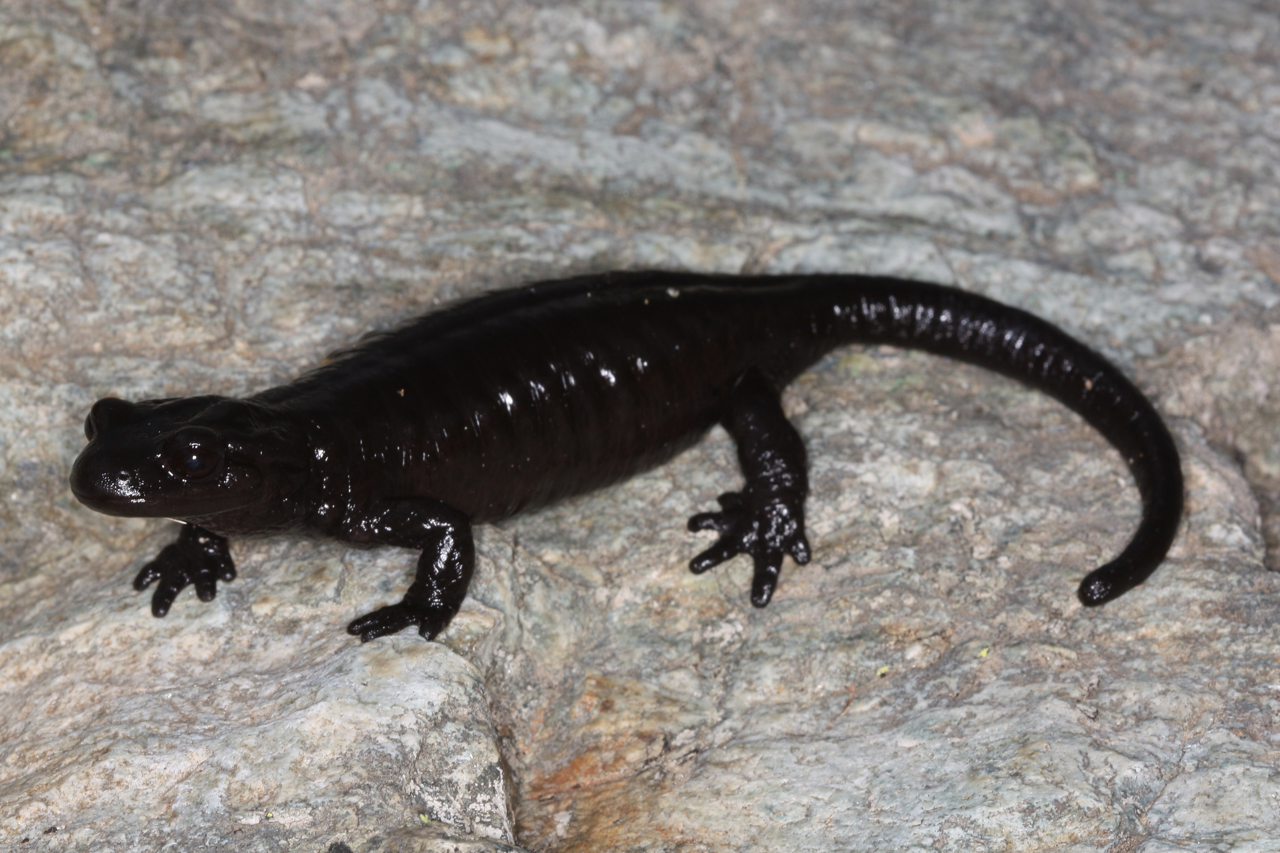 The completely black Lanza’s Alpine salamander (Salamandra lanzai) occurs in a very small area in the Alps near the French-Italian border. Introduction of Bsal in its habitat could cause this species to go extinct.