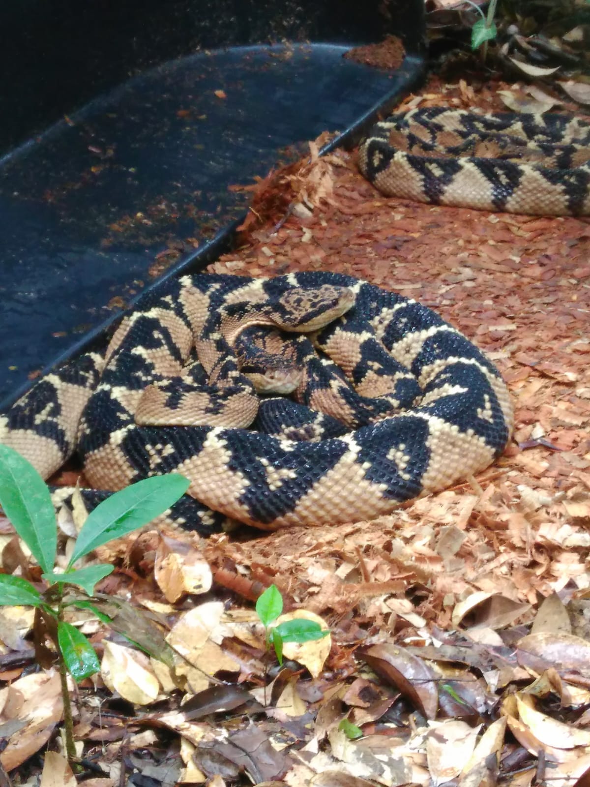 Lachesis spp. at Serpentário Núcleo Serra Grande - NSG