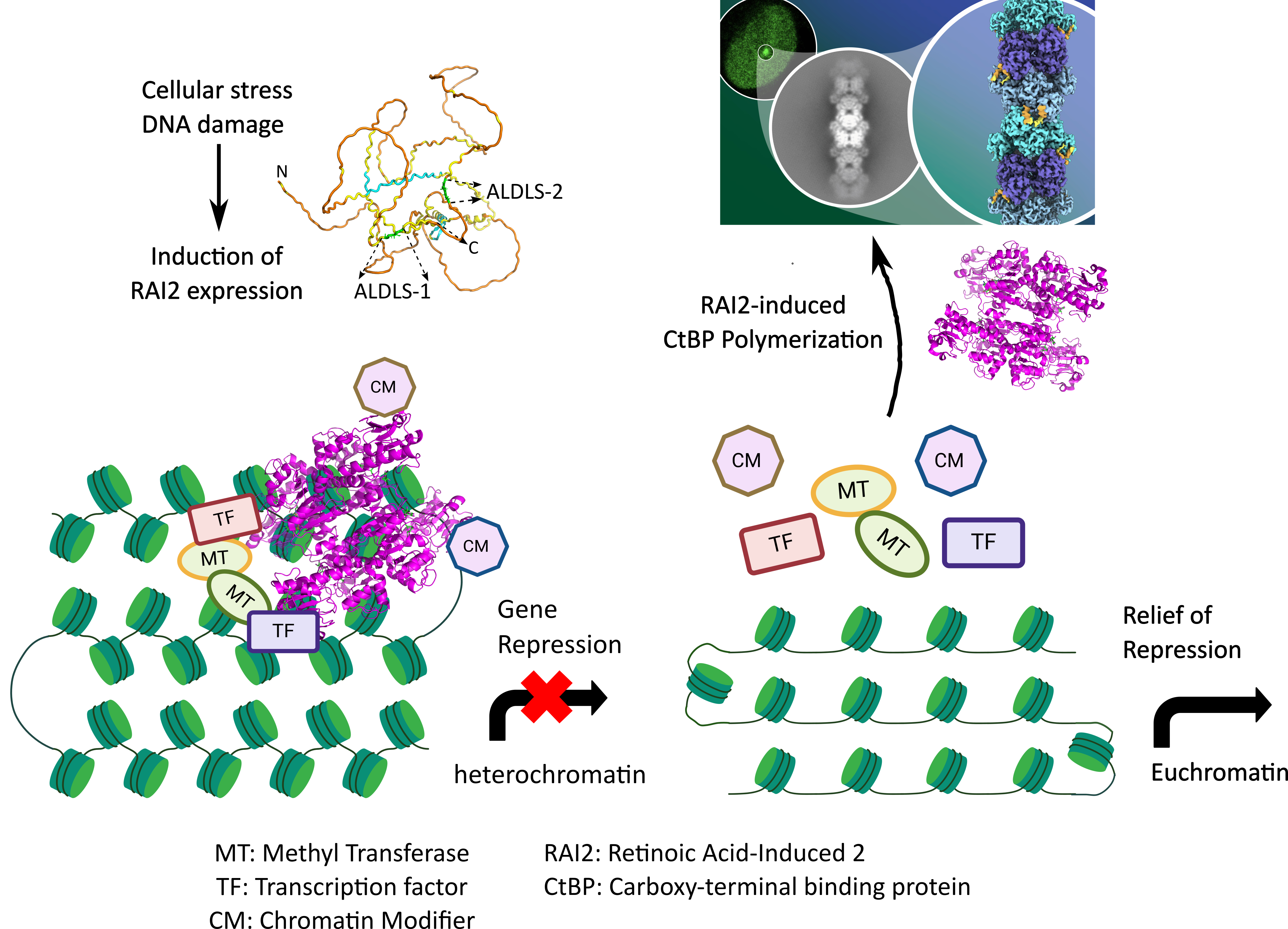 Tetrameric CtBPs contribute to multiprotein complexes that include transcription factors, methyl transferases and chromatin modifiers, leading to the formation of heterochromatin and ultimately gene repression. In response to cellular stress and DNA damage, expression of RAI2 is induced. RAI2 through its tandem ALDLS motifs binds CtBP, induces polymerization and snares CtBPs from the corepressor complex. This disassembly of corepressor complex is associated with the relief of repression of specific genes implicated in cancer progression, most likely through a transition of heterochromatin to euchromatin. Elements of the figure were prepared with Biorender.