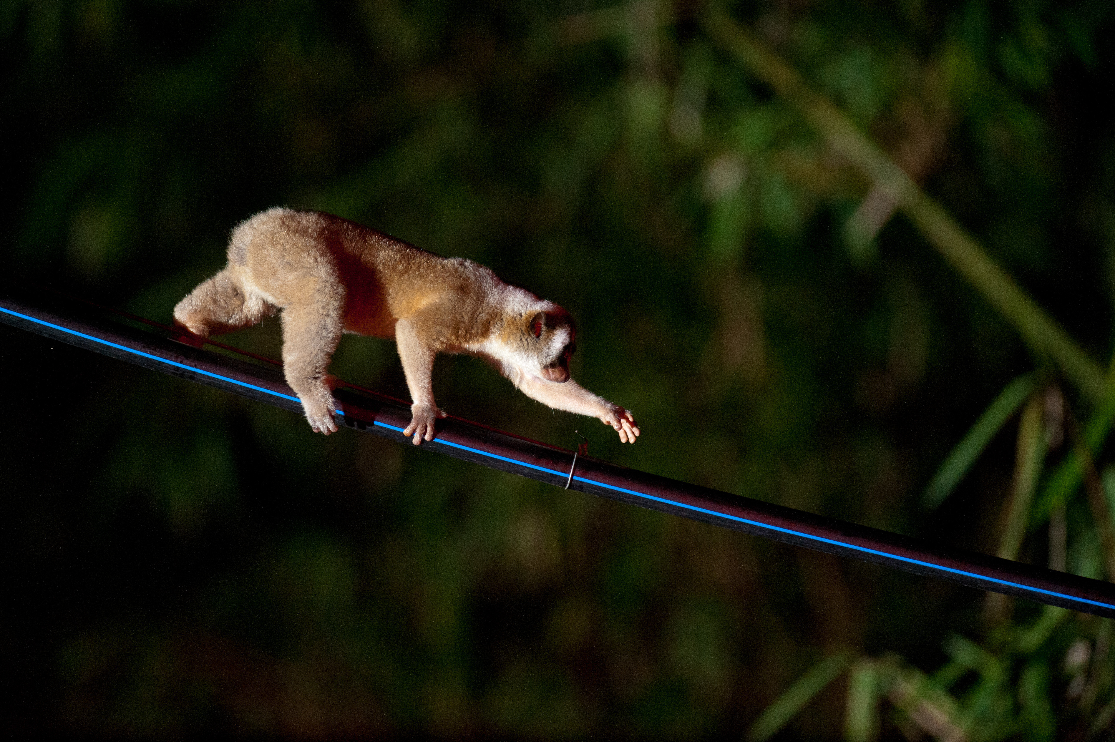 Female Javan slow loris on hose pipe bridge