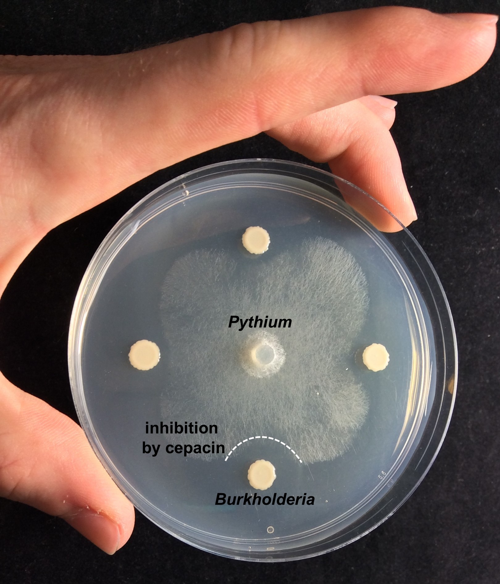 Burkholderia ambifaria inhibiting the plant pathogen Pythium Burkholderia ambifaria inhibiting the plant pathogen Pythium