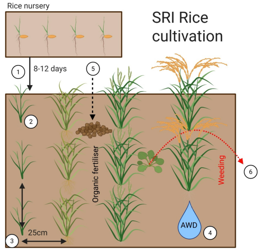 Diagram of the System of Rice Intensification (SRI) integrated cultivation practices. Numbers in white circles correspond with field practices used in SRI rice cultivation: (1) transplant of young seedlings; (2) transplant of a single rice plant per hill; (3) wide grid-spacing of individual rice plants; (4) alternate wetting and drying regimes; (5) addition of organic fertilisers; (6) early and regular weeding. Created in BioRender. Hardy, H. (2025) https://BioRender.com/a69x034