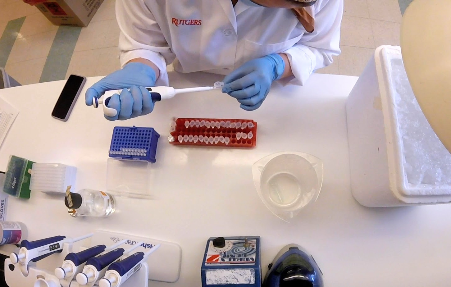 An overhead view of a white lab bench. In the center is a red rack of small sample tubes. Dr. Armstrong’s gloved hands are holding a pipette and a tube. There are various pipette tips boxes, containers, and a bucket of ice on the bench.