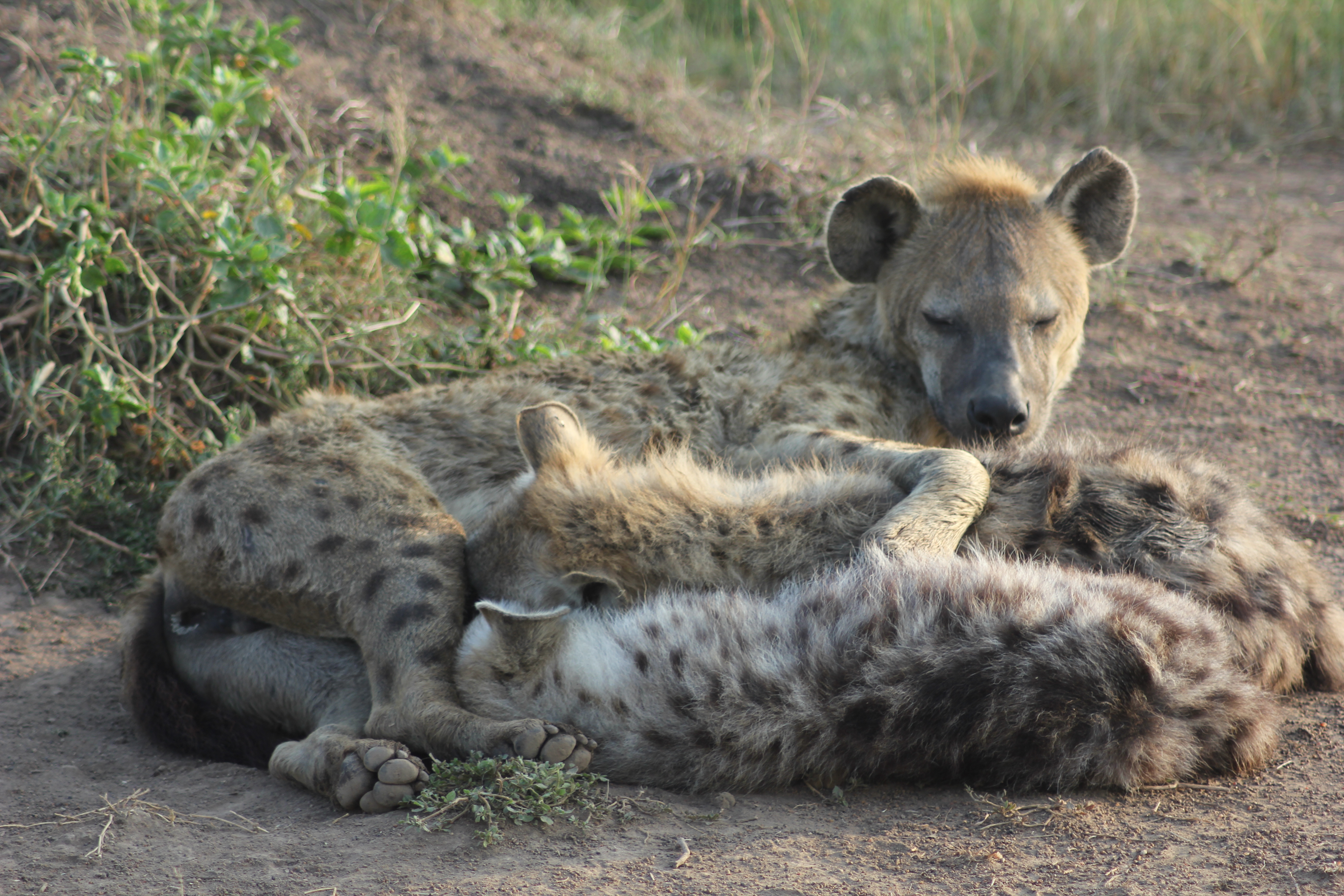 A mother hyena nurses her cubs.
