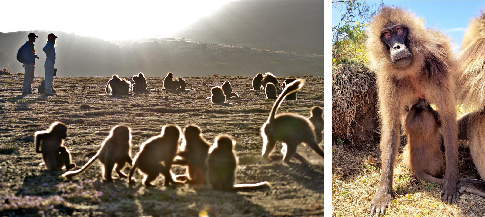 Simien Mountains Gelada Research Project