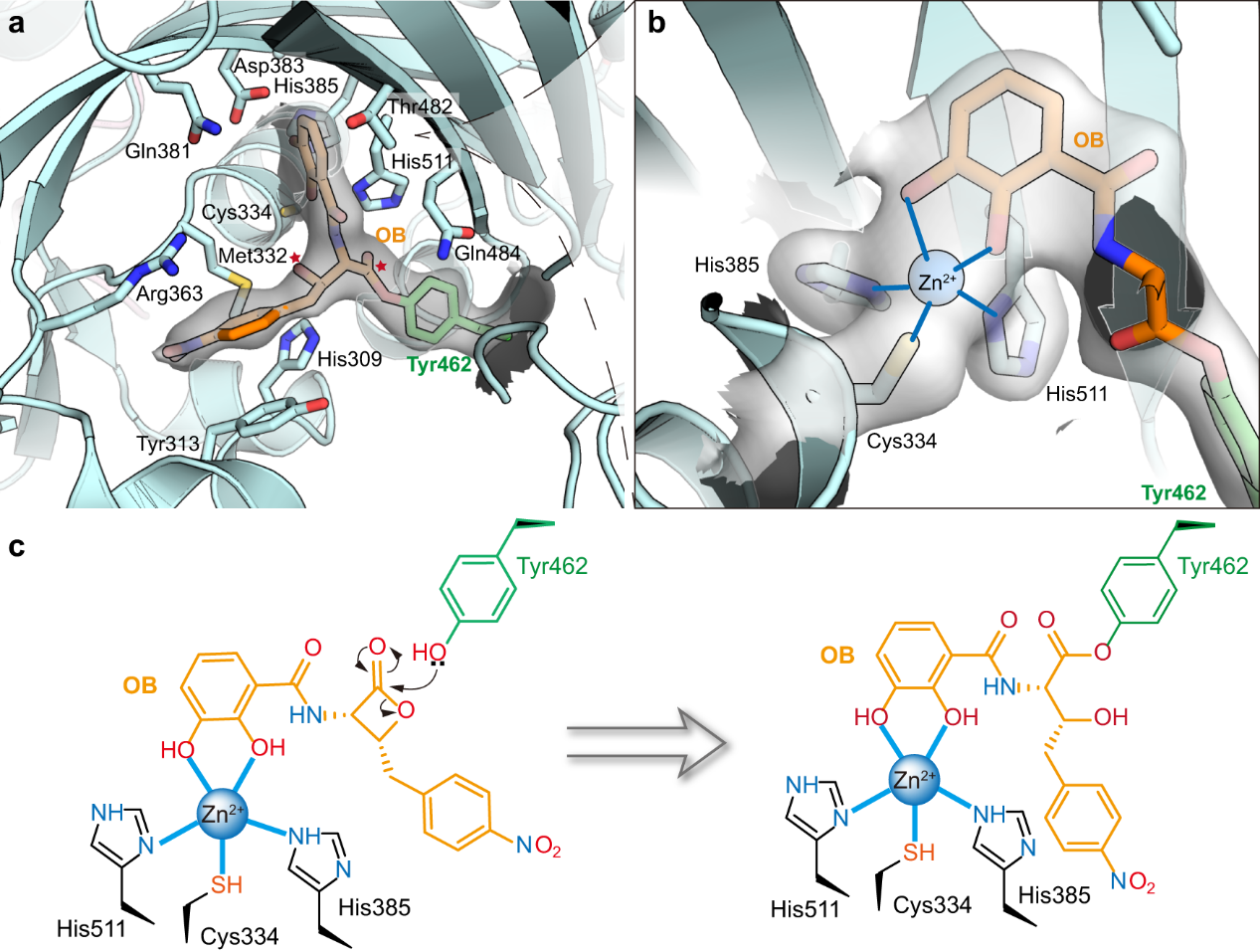 OB forms a covalent bond with the Tyr462 residue of ThrRS.