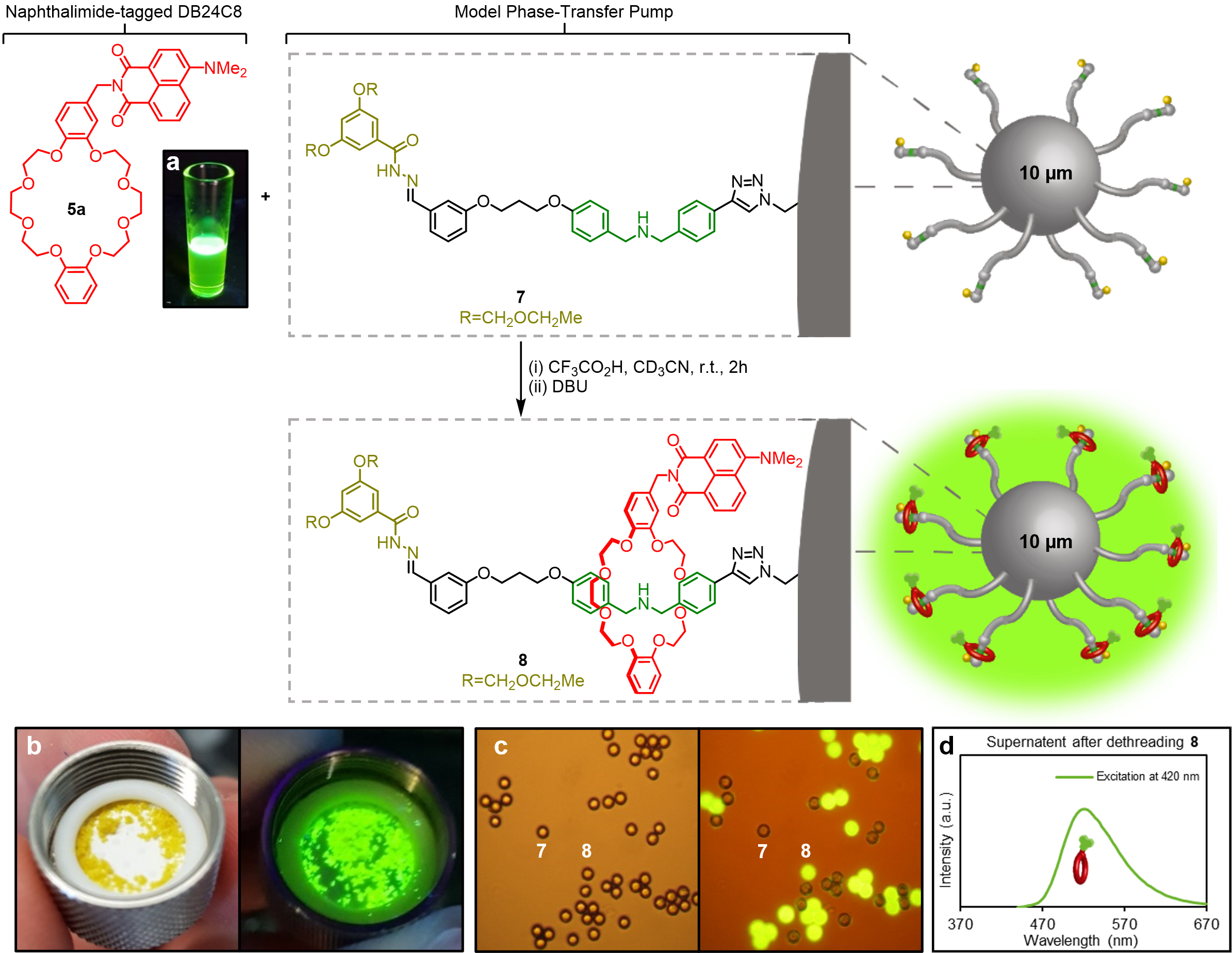First operation of the model phase-transfer pump with the naphthalimide-tagged DB24C8