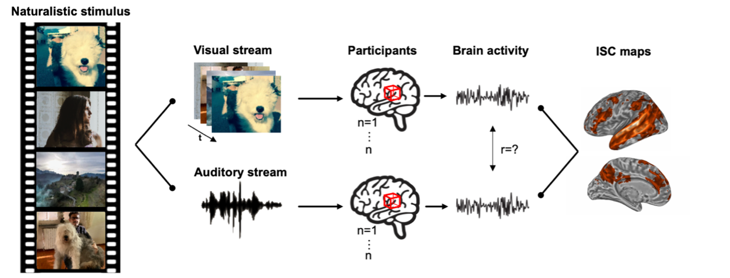 The figure shows the experimental paradigm adopted in the study (naturalistic stimulation) and the experimental conditions (visual and auditory streams). Moreover, the panel illustrates a schematic representation of the intersubject correlation (ISC) analysis that consists in measuring the similarity across the brain activity elicited by movie watching and that evoked by listening to the corresponding auditory narrative in two different groups of participants.