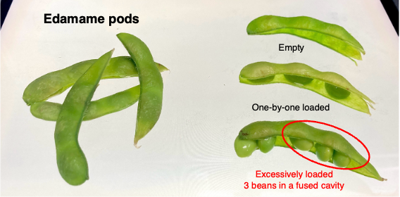 The edamame loading model. Although we had only expected only one-by-one loaded state, we got the unexpected crystal structure of an excessively loaded state.