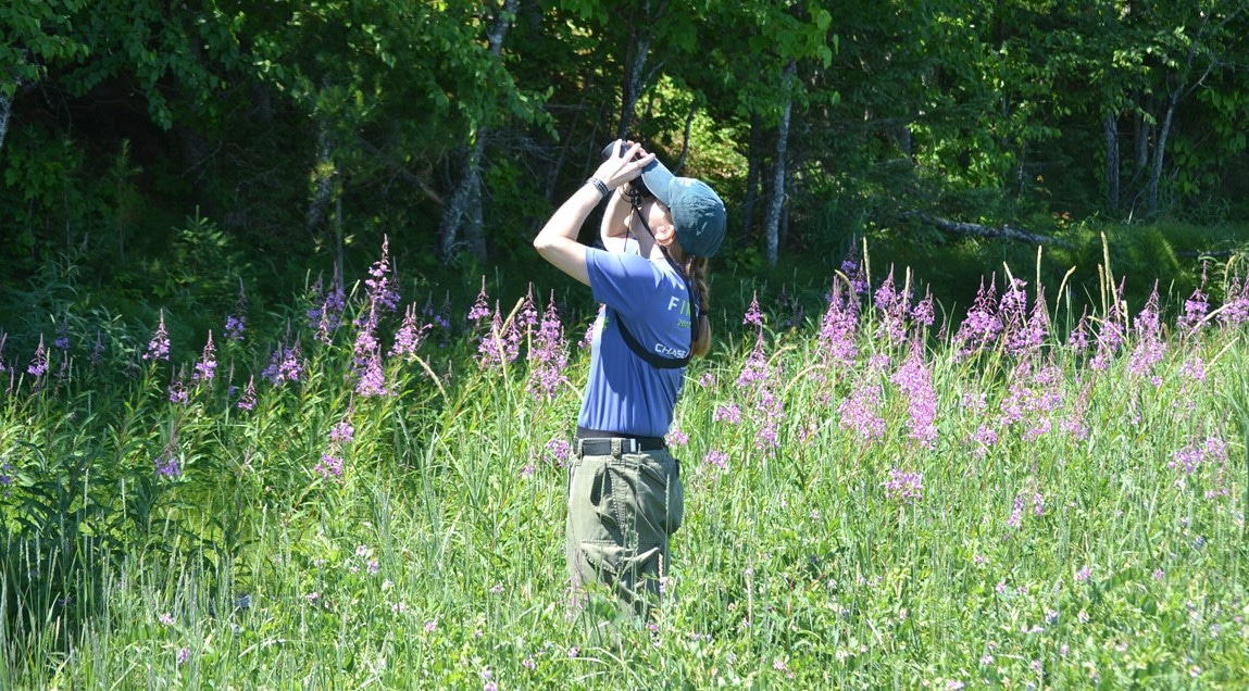 Me (Dr. Jalene LaMontagne) counting cones on white spruce trees at a field site in Michigan. Me (Dr. Jalene LaMontagne) counting cones on white spruce trees at a field site in Michigan.