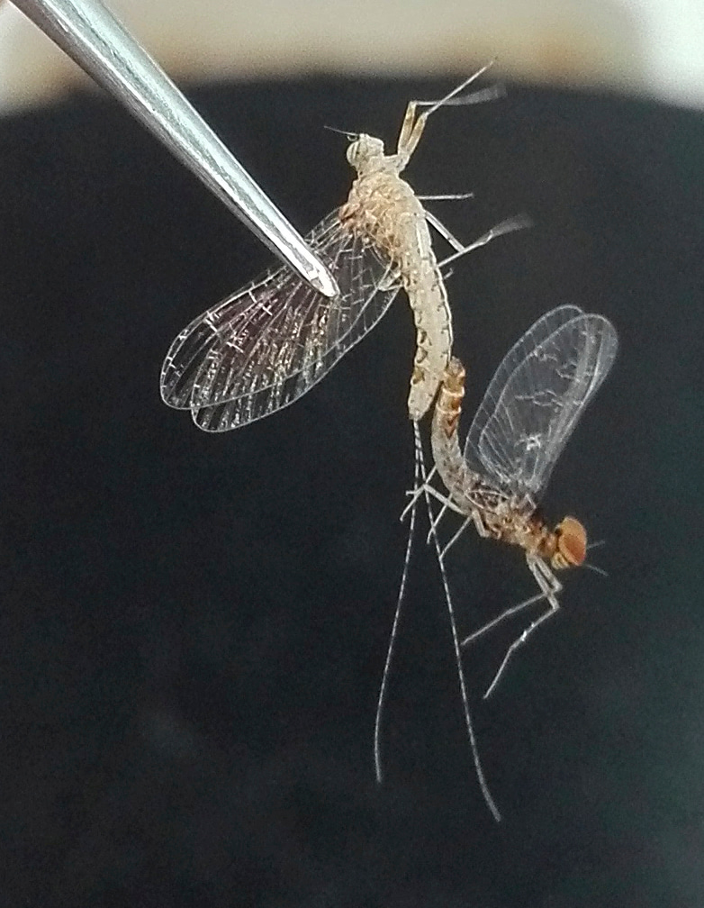 Mayfly forced coupla Mayfly forced coupla