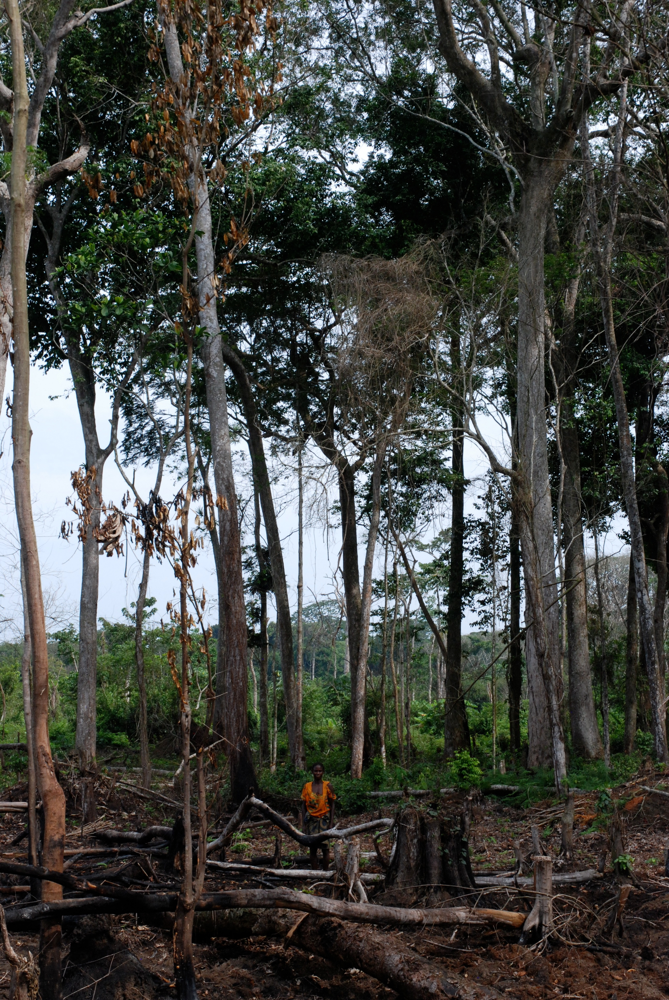 A woman stands in a partially cleared forest. 