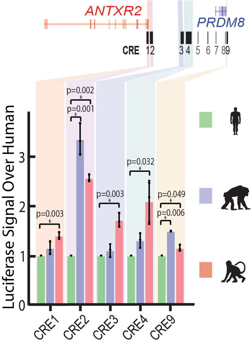 Choate et al. Multiple stages of evolutionary change in anthrax toxin receptor expression in humans. Nat. Comm. 12, 6590 (2021).