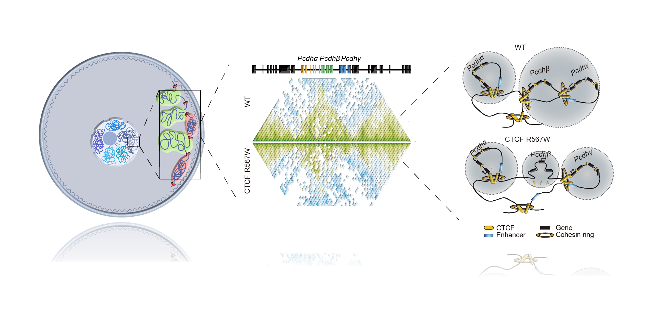 The CTCF-R567W mutation results in the splitting of the cPCDH locus TAD structure, dividing the original Pcdhβγ from one TAD into two subTADs, accompanied by a widespread downregulation of the Pcdhβ gene cluster.