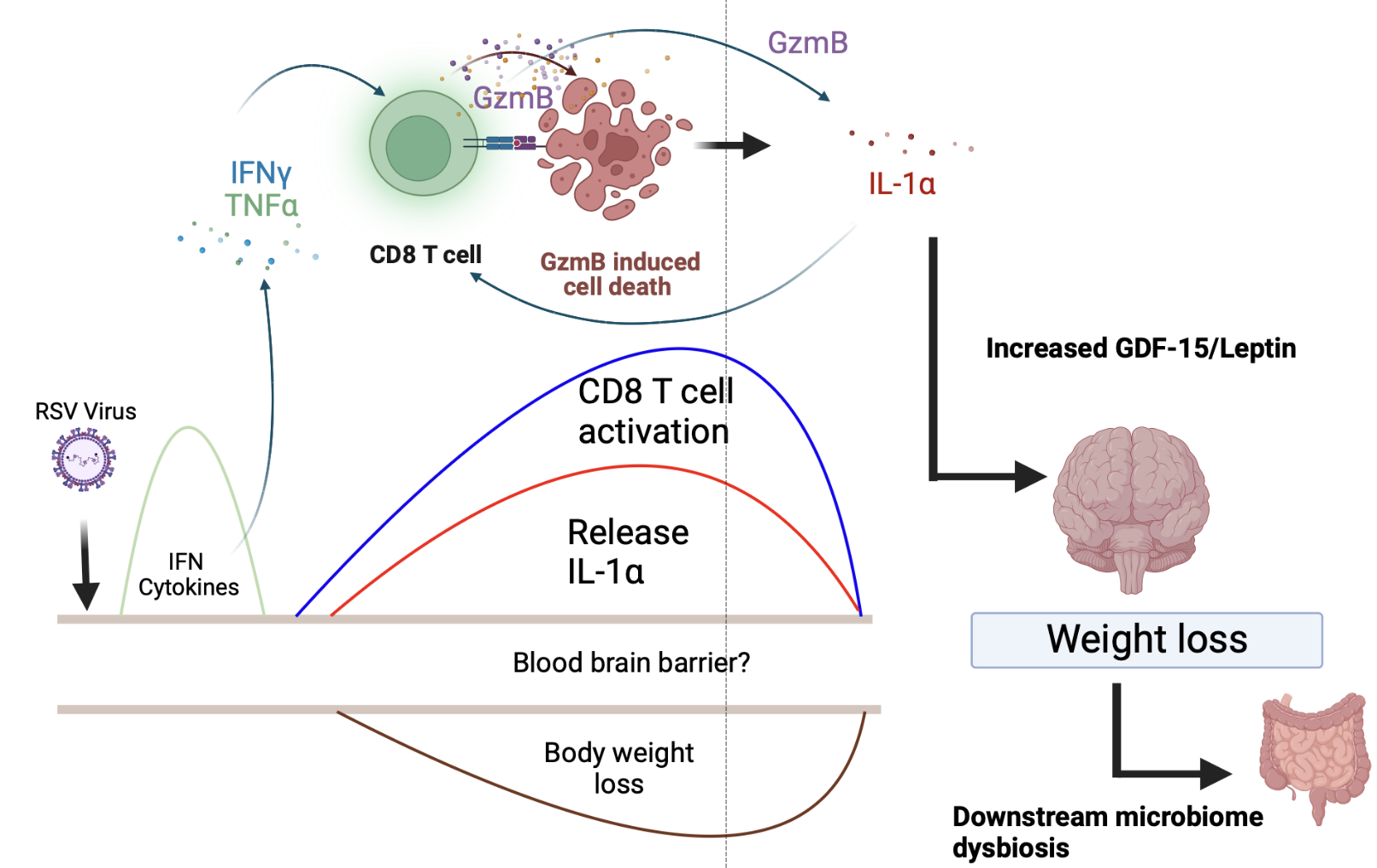 IL1 pathway