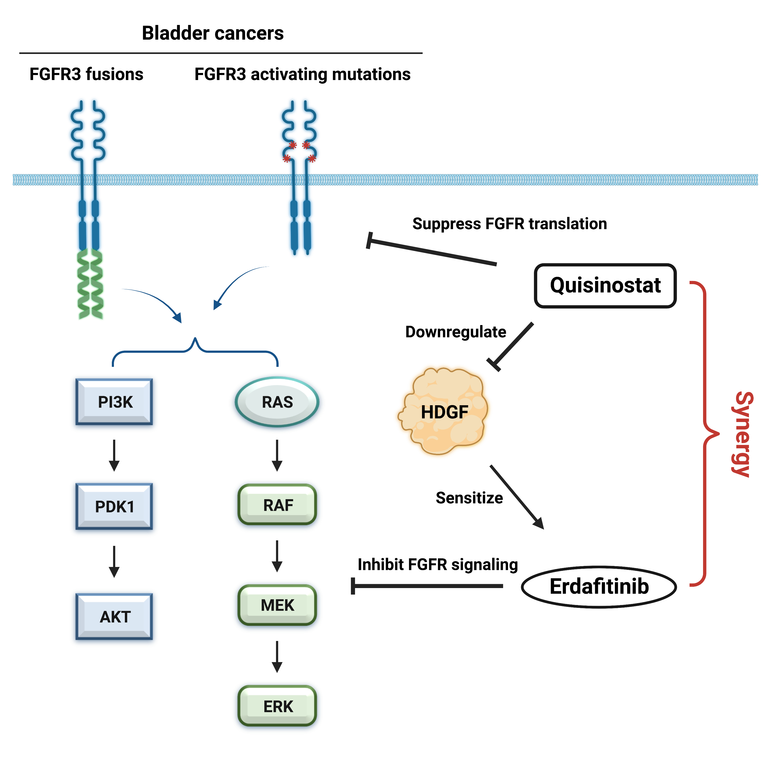 Quisinostat can achieve synergy with erdaftinib by downregulating the expression level of FGFR3 and HDGF. This figure is generated by BioRender. 