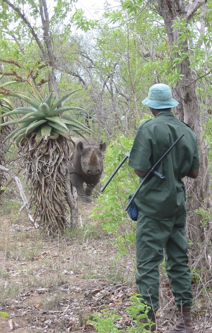 Monitoring black rhino after their reintroduction