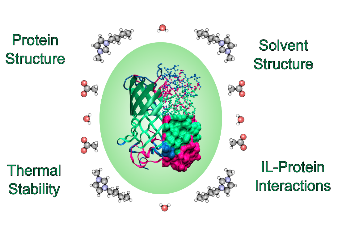 Figure 1: Ionic liquid-protein interactions probed in this study Figure 1: Ionic liquid-protein interactions probed in this study