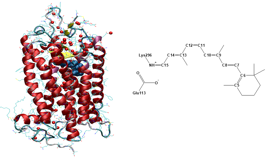 Dim-light visual pigment Rhodopsin