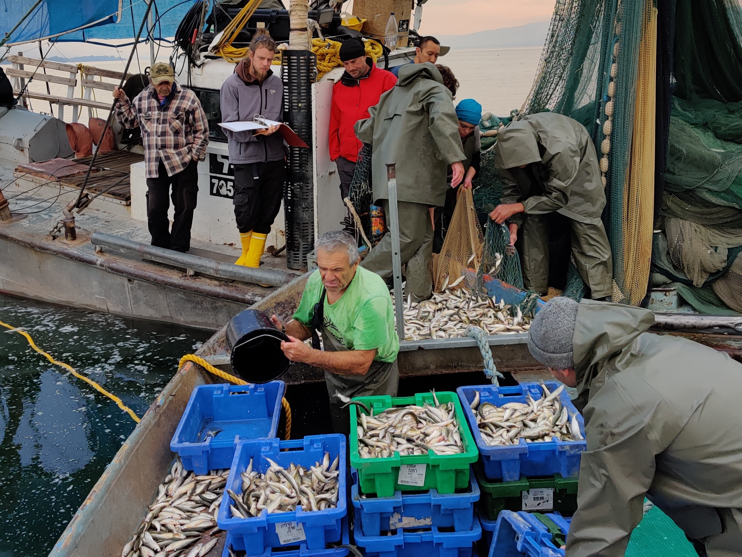 Loading fish catch in Lake Kinneret Loading fish catch in Lake Kinneret