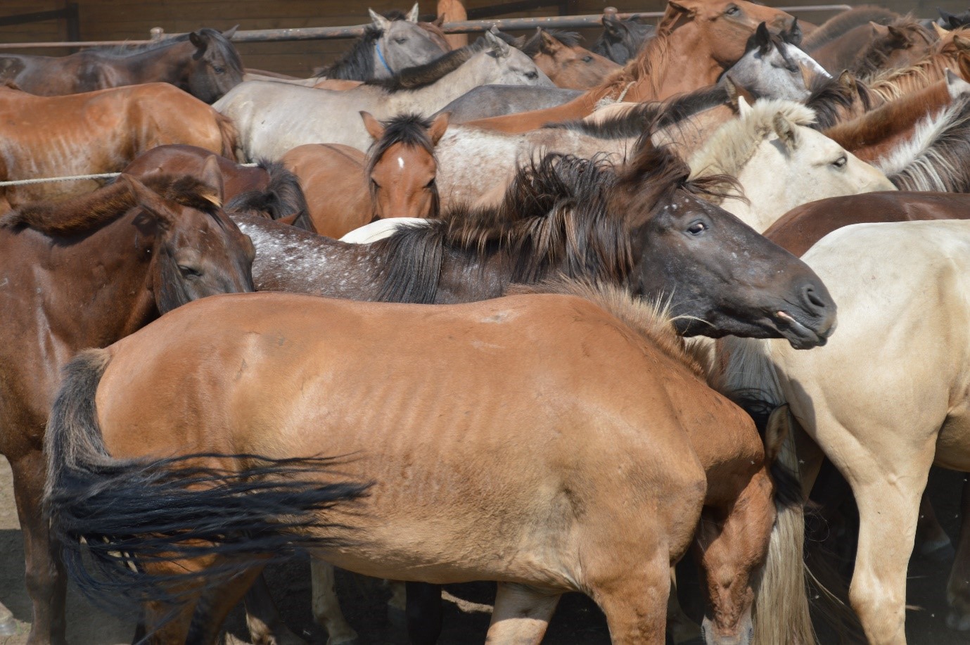 Horses corralled for sampling, Khentii