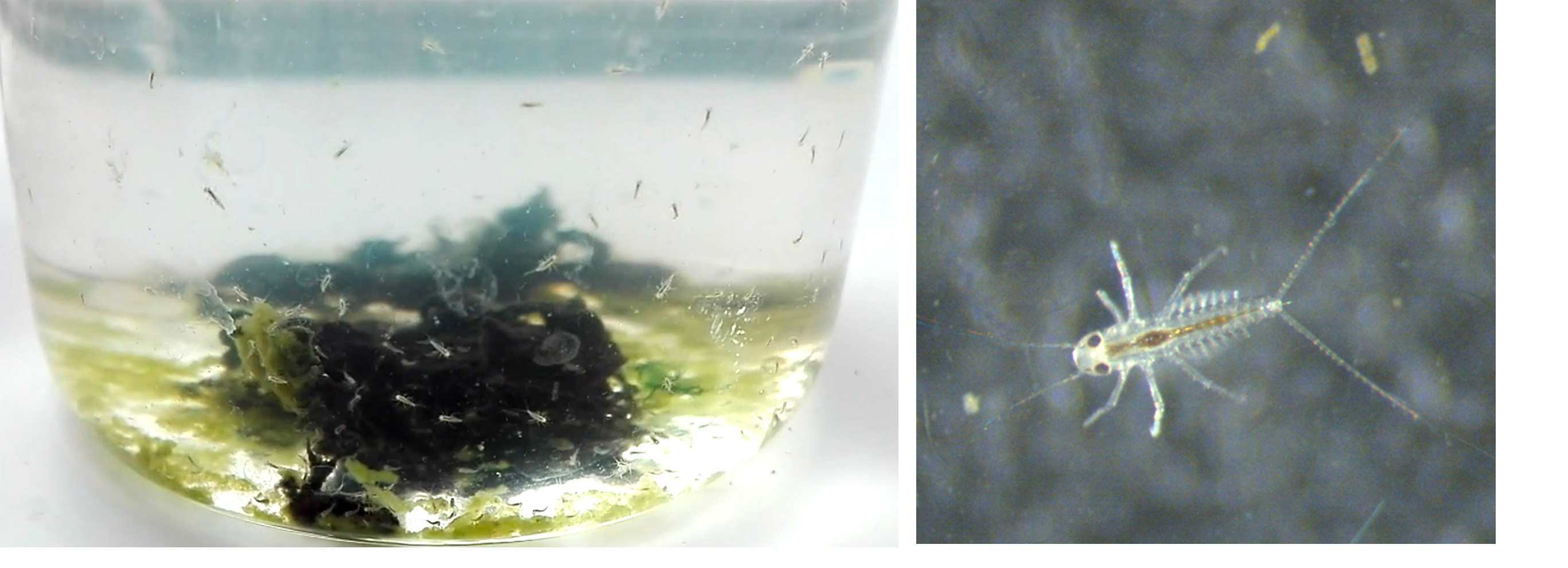 Nymphs from our conitinuous culture Nymphs from our conitinuous culture