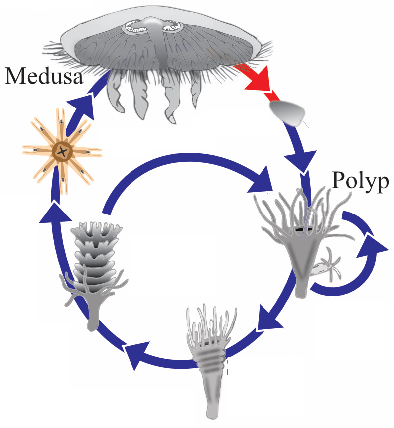 The moon jellyfish life cycle The moon jellyfish life cycle