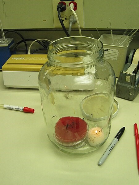 Glass jar with candle and petri dishes.