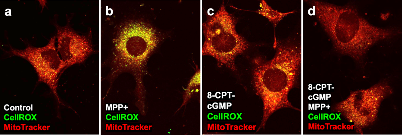 cGMP protects against toxin-induced oxidative stress and loss of mitochondrial health in cultured dopaminergic neurons