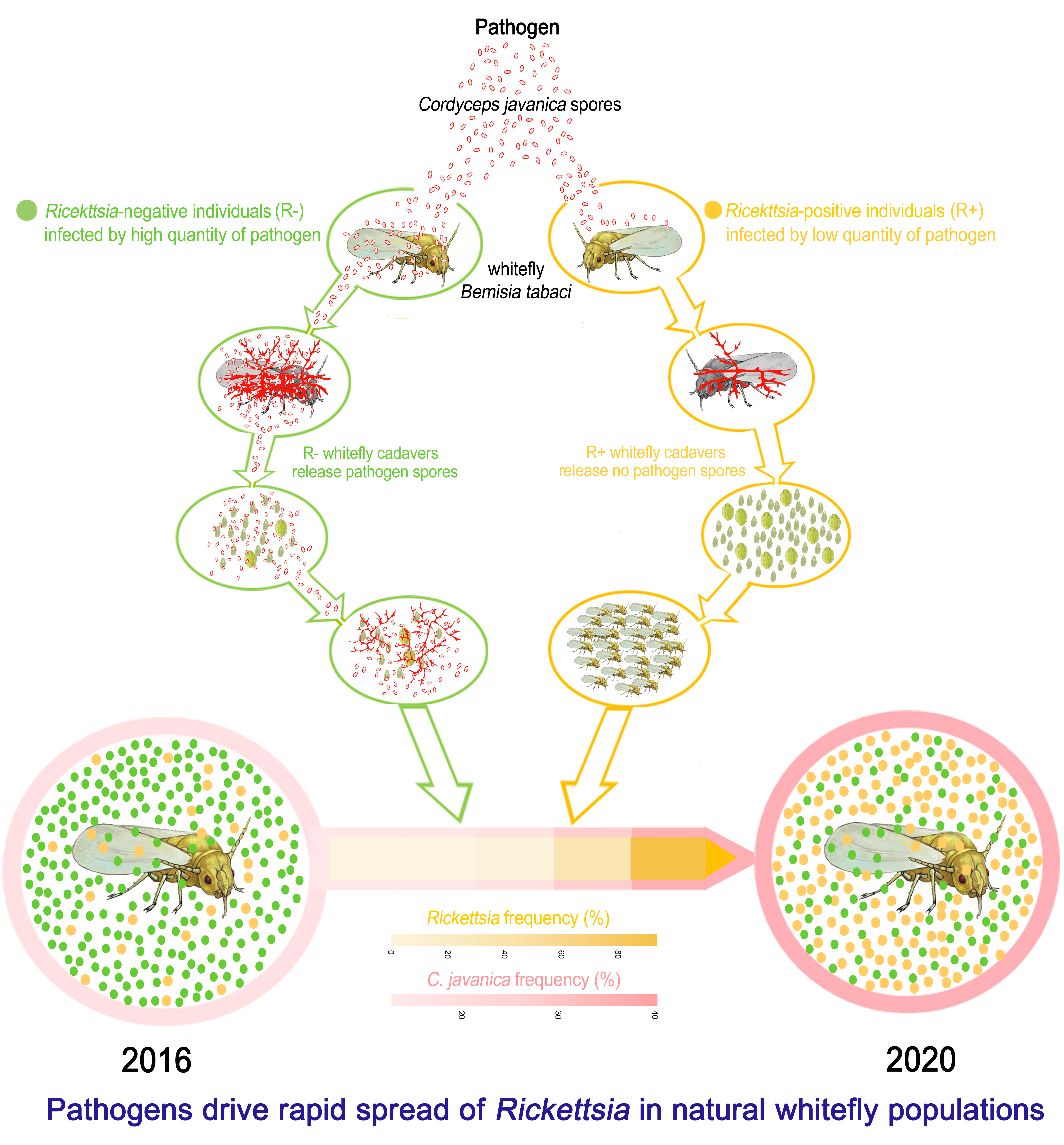 The driving force is elucidated by the Rickettsia-conferred suppression of pathogen infection quantity, proliferation and sporulation acting as a potential barrier of onward transmission of the pathogen. 