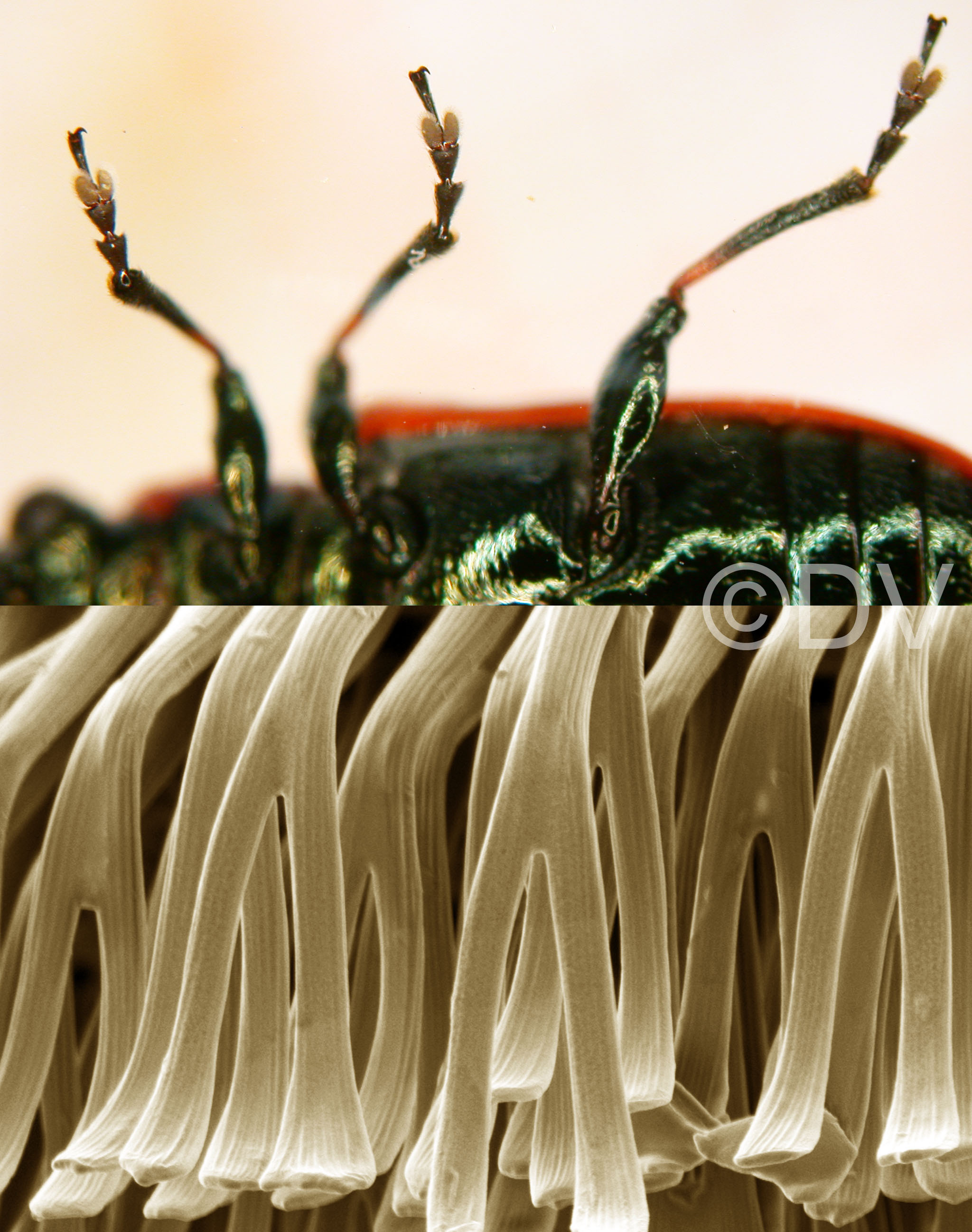 Four Levels of Peeling Control in Beetle Adhesive Setae | Research ...