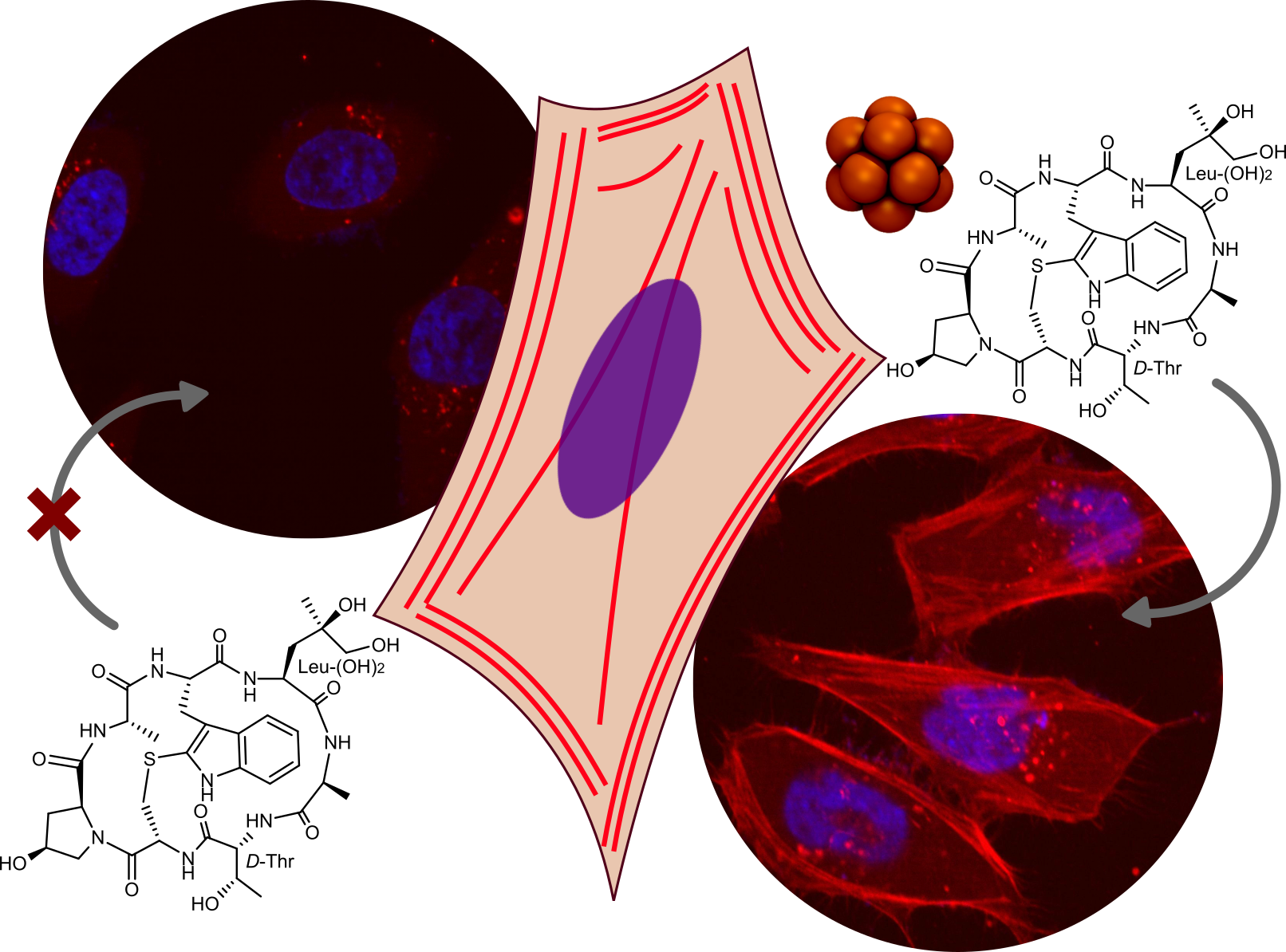 Confocal microscopy images of cells incubated with phalloidin-TRITC in the absence or presence of the brominated cluster.