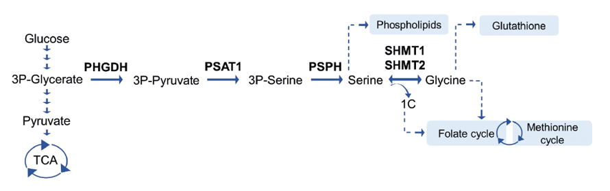 Schematic overview of the serine/glycine synthesis pathway and downstream metabolites.