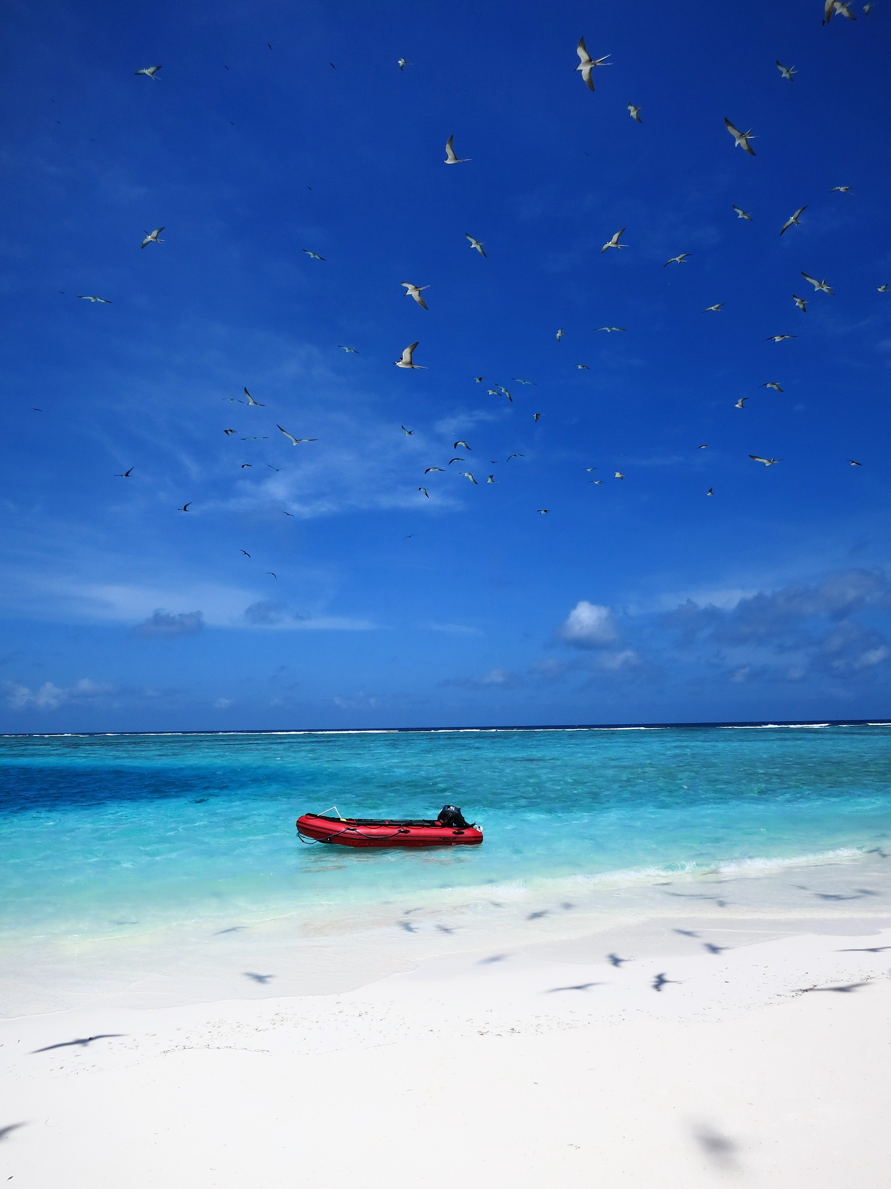 bird island bird island