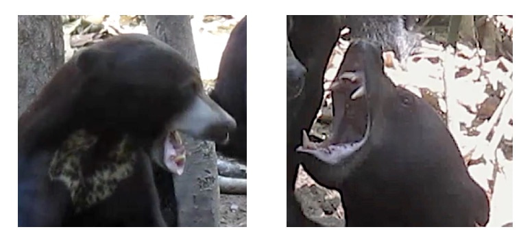 Sun bear facial expressions Sun bear facial expressions