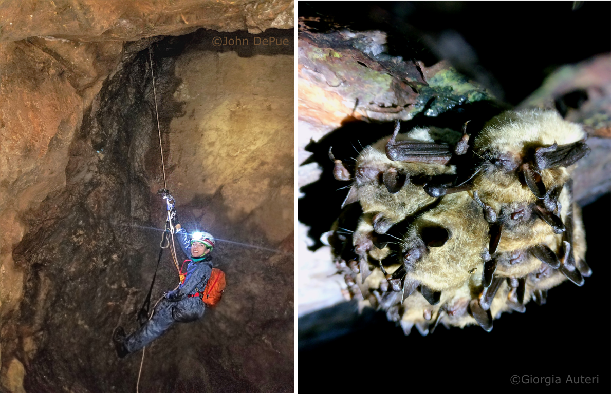 Giorgia Auteri and little brown bats Giorgia Auteri and little brown bats