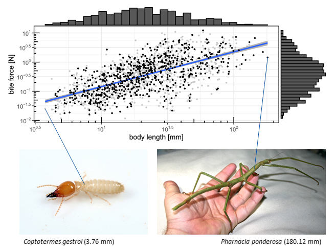 Bite force over body lenght