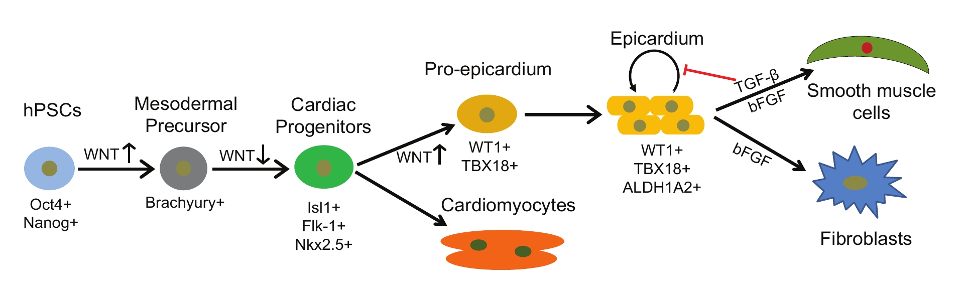 Figure 1. A model highlighting the generation of epicardial cells and cardiomyocytes from human pluripotent stem cells (hPSC) by stage-specific modulation of Wnt signaling, and long-term maintenance of epicardial cells using TGF-β inhibitors. The labels below the cells denote specific markers of corresponding cell types. 