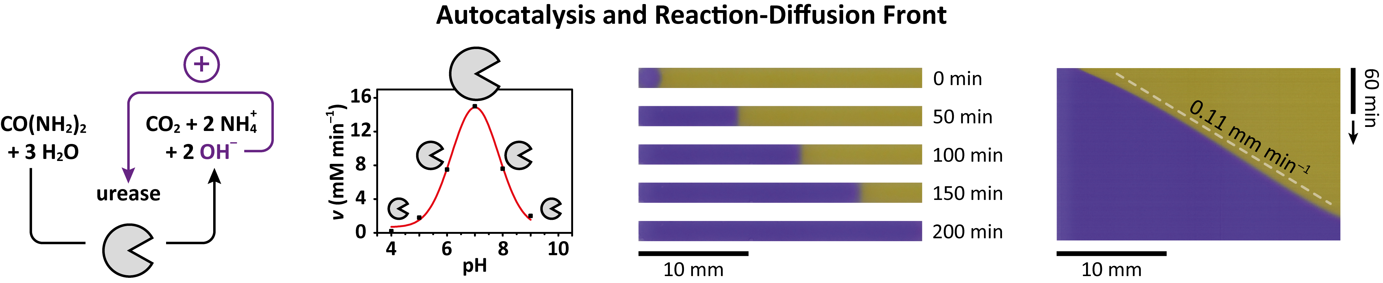 Autocatalytic chemical reaction network for spatiotemporal signal transmission