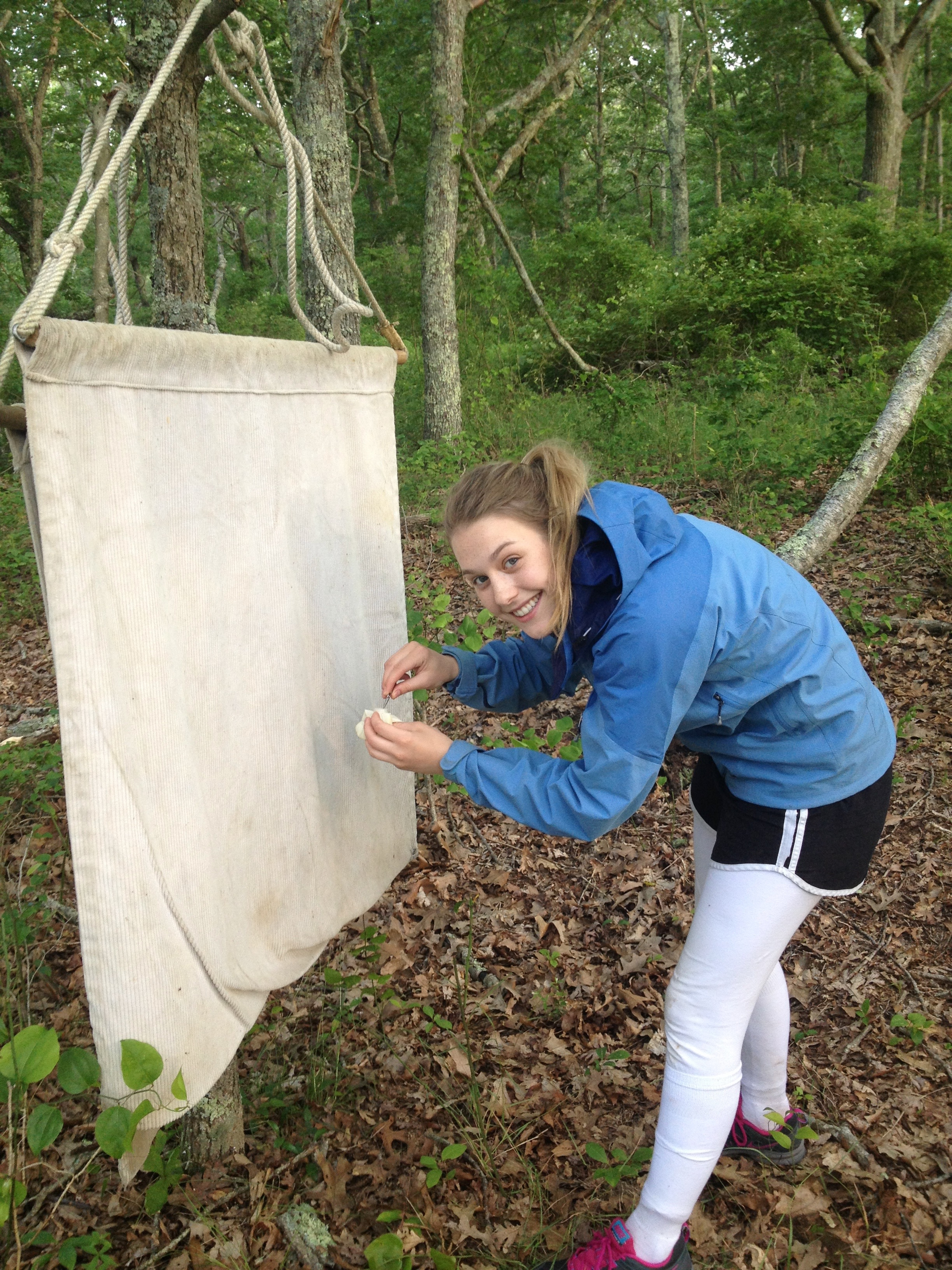Tick dragging on Prudence Island, in Rhode Island’s Narragansett Bay. Tick dragging on Prudence Island, in Rhode Island’s Narragansett Bay.