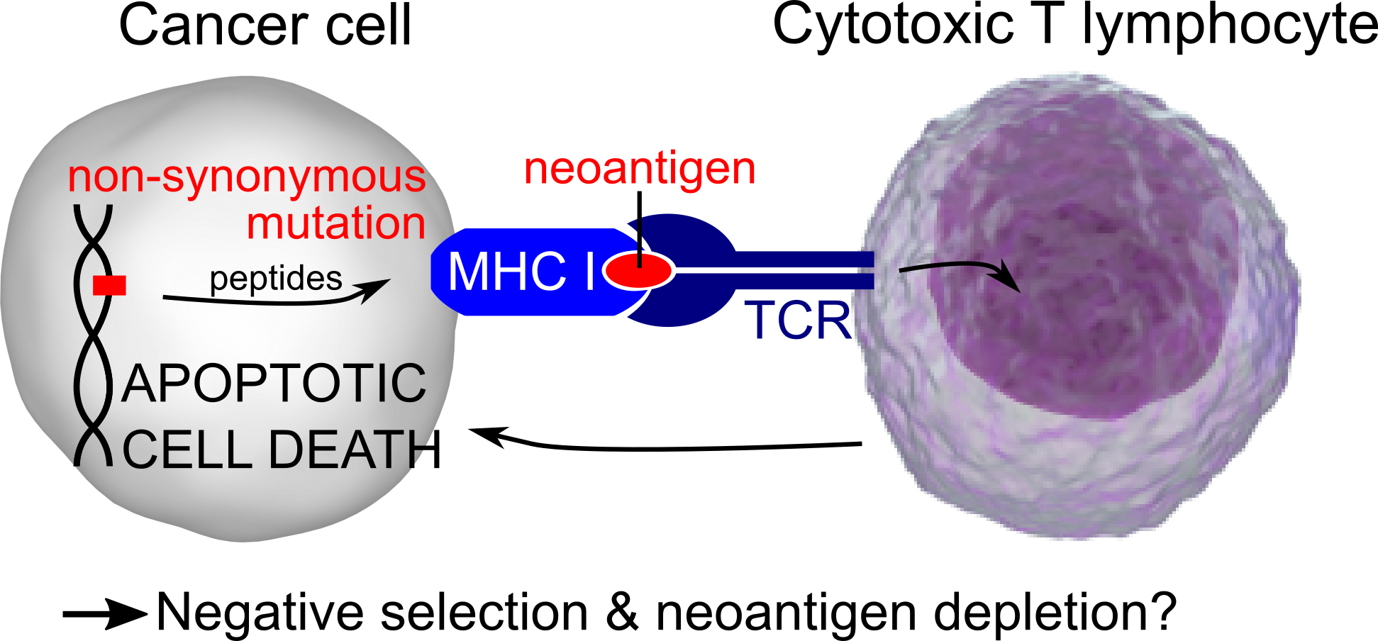 Expected immunogenic selection pressure on neoantigenic mutations Expected immunogenic selection pressure on neoantigenic mutations