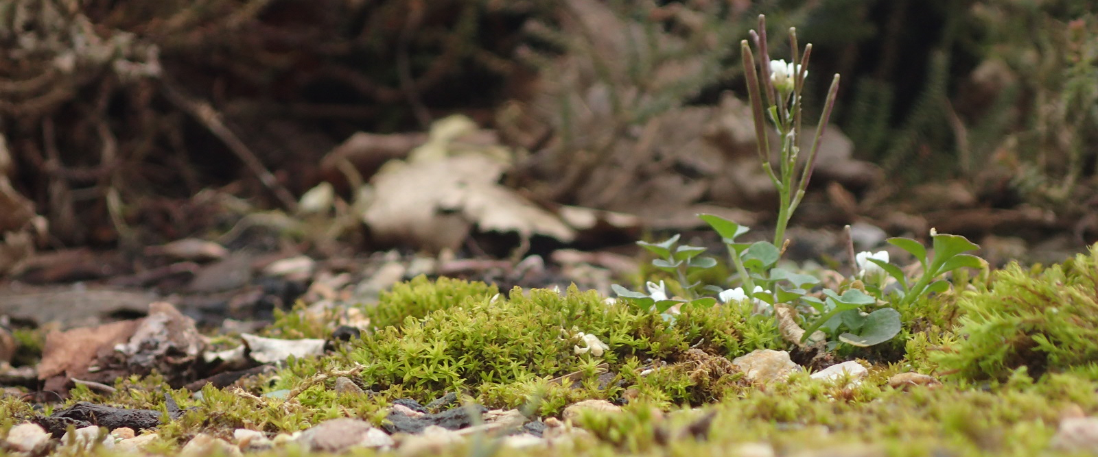 Co-existence in nature Co-existence in nature