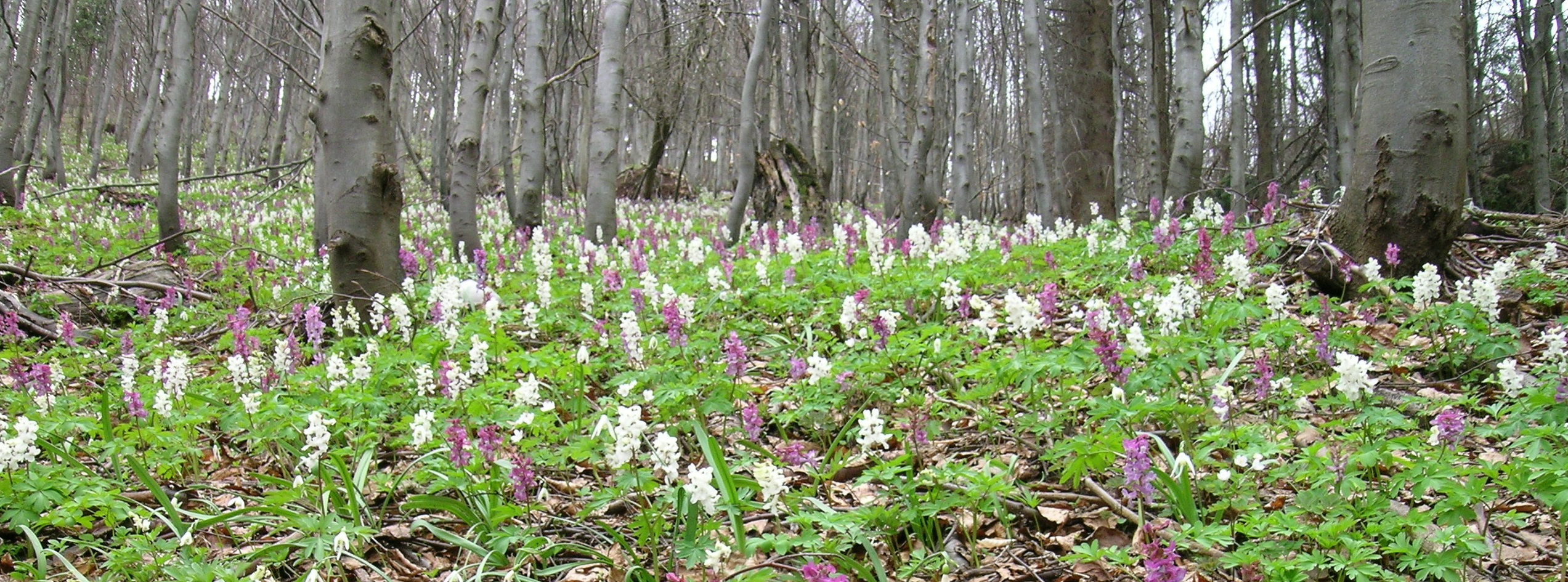 Corydalis cava (Photo: Mariana Ujházyová) Corydalis cava (Photo: Mariana Ujházyová)