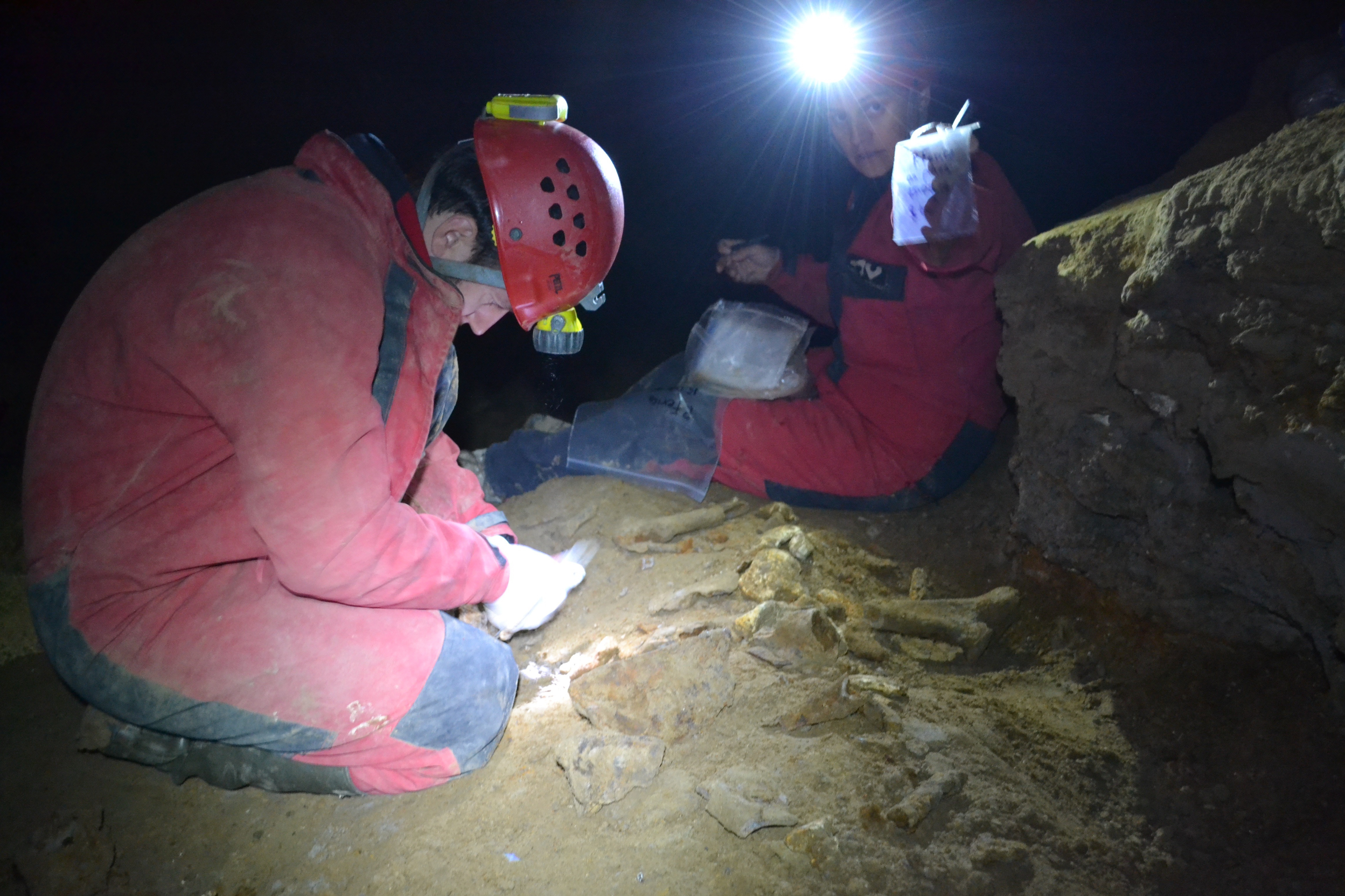 Marius Robu and Ioana Meleg (“Emil Racoviță” Institute of Speleology of the Romanian Academy) sampling cave bear bones (credit: Viorel Lascu) Marius Robu and Ioana Meleg (“Emil Racoviță” Institute of Speleology of the Romanian Academy) sampling cave bear bones (credit: Viorel Lascu)