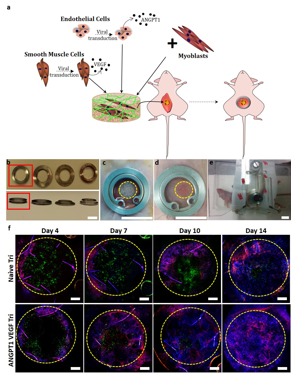 Figure 2. Vascular cell transduction and multicellular culturing strategy, graft transplantation and host neovascularization. Figure 2. Vascular cell transduction and multicellular culturing strategy, graft transplantation and host neovascularization.