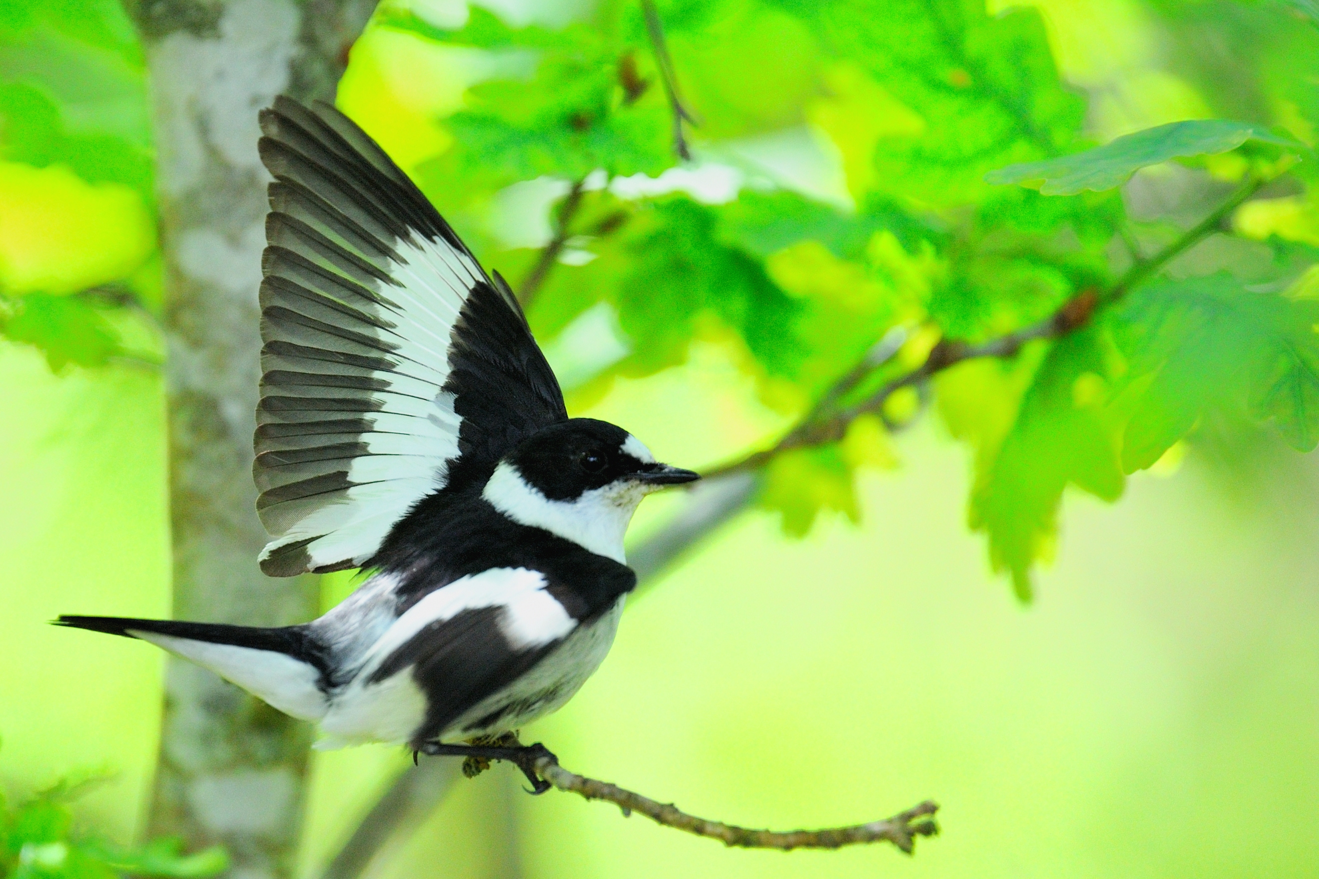 A male collared flycatcher displays its white plumage patches to its mate