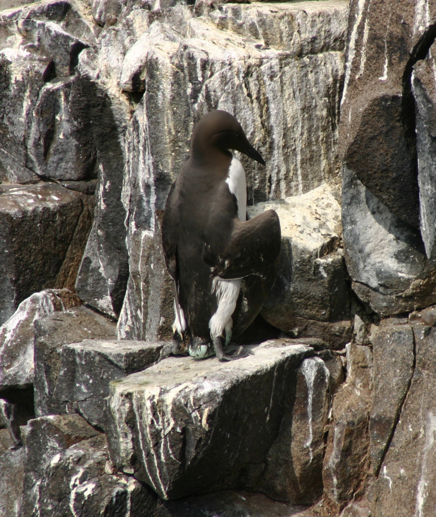 A Common Guillemot (Uria aalge) at the moment that the large single egg is laid. The timing of breeding of this species was followed for 19 consecutive years on the Isle of May, southeast Scotland. Photo credit: M P Harris