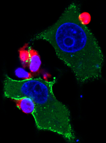 Cell-to-cell transmission of HIV