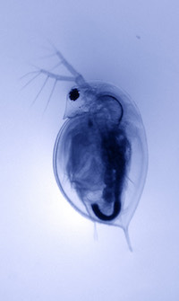 Daphnia pulex Daphnia pulex